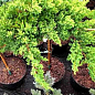 Можжевельник стелющийся на штамбе «Procumbens Nana» С10, высота 90-110см, диаметр кроны 25-35см