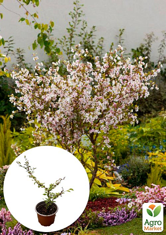 Сакура японская "Койо-но-май" (Prunus incisa Kojou-no-mai) вазон С2