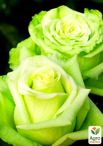 Роза чайно-гибридная "Киви" (саженец класса АА+) высший сорт - фото 2