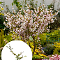 Сакура японская "Койо-но-май" (Prunus incisa Kojou-no-mai) вазон С2
