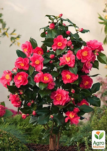 LMTD Камелия цветущая японская 2-х летняя "Dr King" (высота 45-55см) - фото 6