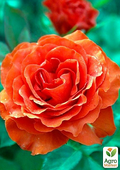 Роза чайно-гибридная "Эль Торо" (El Toro®) (саженец класса АА+) высший сорт2