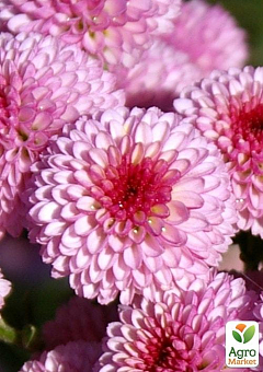 Хризантема кущова зрізочна "Kalimera Pink"2