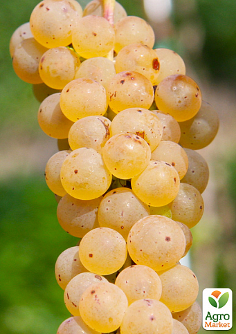 Виноград "Йоханітер" (винний сорт)