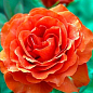 Роза чайно-гібридна "Ель Торо" (El Toro®) (саджанець класу АА +) вищий сорт