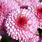Хризантема кустовая срезочная "Kalimera Pink"