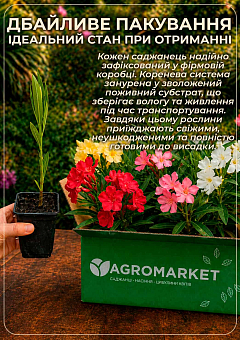 Олеандр запашний "Nerium oleander Framboise" (вічнозелений, ароматний чагарник)14