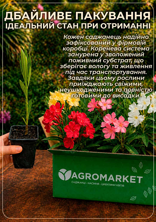 Олеандр запашний "Nerium oleander Framboise" (вічнозелений, ароматний чагарник) - фото 4