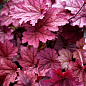 Гейхера (Heuchera) "Berry Smoothie" С1 (висота 15-30см)