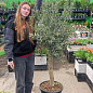 LMTD Олива "Green Life" 10лет на штамбе (высота 140-150см)