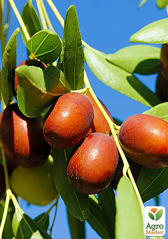 Зизифус "Мори Джер" (перекрестное опыление садить по 2 саженца разного сорта)