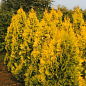 Туя западная "Holmstrup yellow" (вазон P9, 12-15см) купить