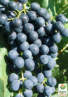 Виноград "Кортис №2" (винний сорт, ранній термін дозрівання)1