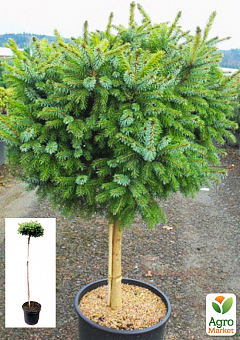 Ель сербская на штамбе "Нана"(Picea omorika "Nana") С3, высота 60-80см2