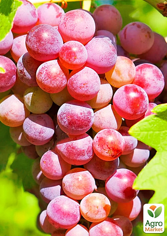 Виноград вегетирующий кишмиш "Велес"  - фото 3