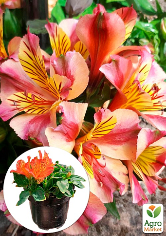 Альстромерия inticancha Patio "Bryce" (выращено in-vitro) С1,5