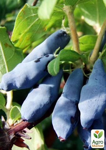 Жимолость "Нимфа" (средний срок созревания, один из ведущих сортов) - фото 6