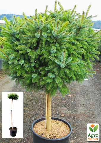 Ель сербская на штамбе "Нана"(Picea omorika "Nana") С3, высота 60-80см