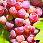 Виноград вегетирующий кишмиш "Велес"  цена