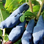 Жимолость "Нимфа" (средний срок созревания, один из ведущих сортов)