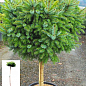 Ялина сербська «Нана» (Picea omorika «Nana») S3, висота штамба 60-80см