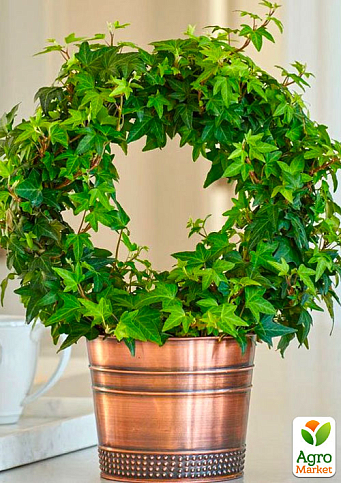 Плющ вечнозеленый садовый узколистный "Sagittaefolia" С2 высота 25-50см