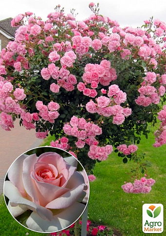 Окулянти Троянди на штамбі «Prince Jardinier» - фото 4