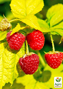 Малина патио (низкорослая) "Груви" (Rubus idaeus "Groovy"), вазон П1226