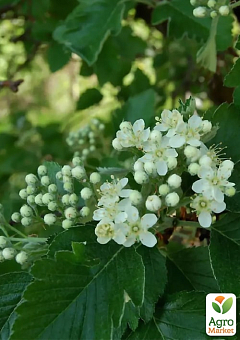 Рябина гибридная в контейнере (Sorbus quercifolia)7