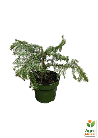 Араукарія (Araucaria heterophylla) кімнатна ялина - фото 2