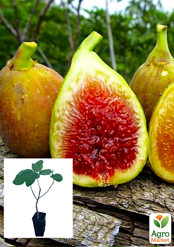 Інжир бурштиновий "Кадота" саджанець 2 роки (ремонтантний, ранній сорт)