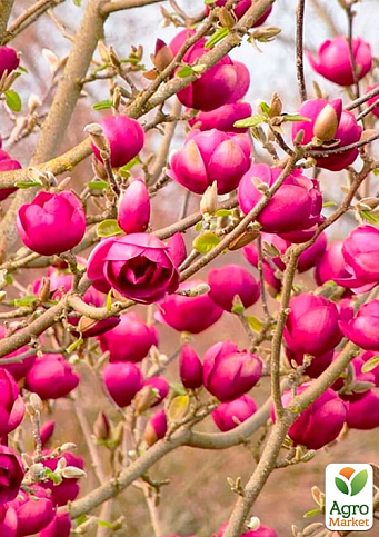 Магнолия привитая 4-х летняя гибридная "Black Tulip" (высота 60-80см) - фото 4