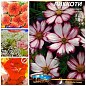 Комплект семян цветов "Сказки ароматов" 5уп