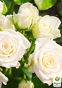 Роза мелкоцветковая (спрей) "Вайт Леди" (саженец класса АА+) высший сорт2