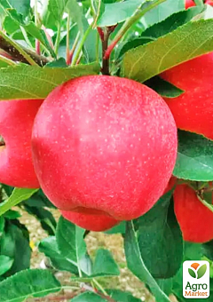 Яблуня "Апачі" (літній сорт)2