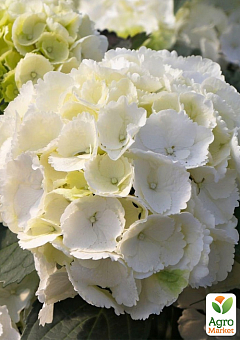 LMTD Гортензия macrophylla "Schneeball" 5-и летняя (высота 45-75см)1