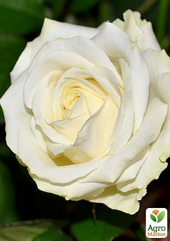 Роза чайно-гибридная "Bianca" (саженец класса АА+) высший сорт