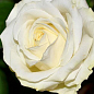 Роза чайно-гібридна "Bianca" (саджанець класу АА +) вищий сорт