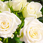 Роза мелкоцветковая (спрей) "Вайт Леди" (саженец класса АА+) высший сорт