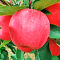 Яблуня "Апачі" (літній сорт)