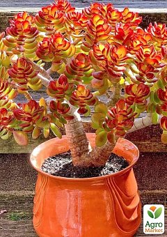 Грошове дерево Crassula Ovata "Minor" (красула, товстянка) 1 саджанець в упаковці