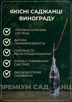 Виноград "Эмир" (вес грозди до 2000 г ягода крупная, сладкая)23