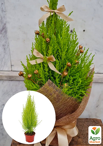 Кипарис комнатный "Citric" (тонкий лимонный аромат)