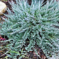Можжевельник горизонтальный `Blue Chip` контейнер Р9