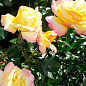Троянда в контейнері чайно-гібридна "Gloria Dei" (саджанець класу АА+) цена