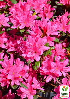 LMTD Рододендрон квітучий 2-х річний "Geisha Pink" (висота 20-25см)2