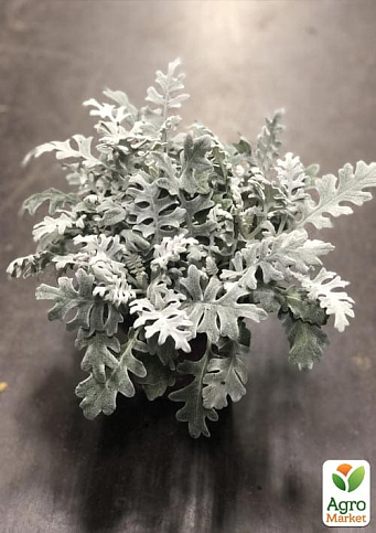 LMTD Сенецио (крестовник) "Maritima" высота растения 10-15см - фото 5