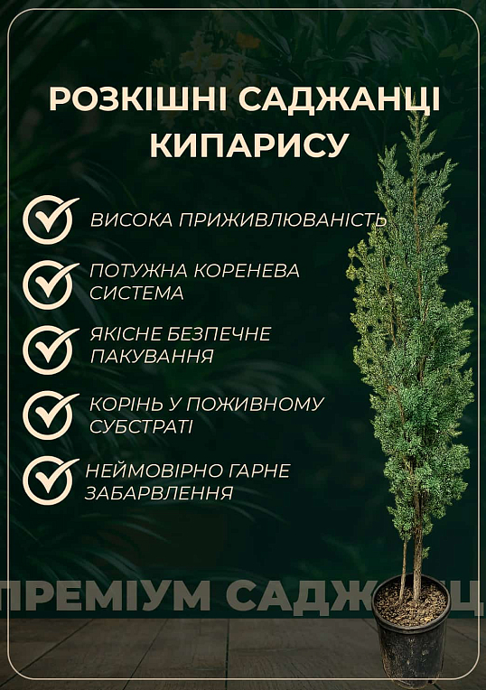 Кипарисовик горохоплодный "Filifera" (ком/сетка) диаметр 50-70см