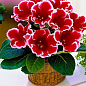 Глоксиния "Kaiser Friedrich" 1шт в упаковке