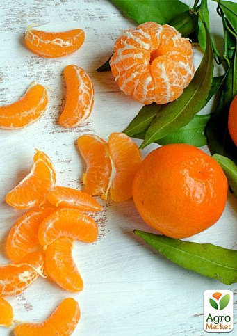 Эксклюзив! Мандарин оранжевый "Мандариновый рай" (Mandarin paradise) (премиальный супер сочный сорт) - фото 7